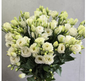 Single Flowers