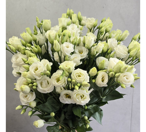 White eustoma